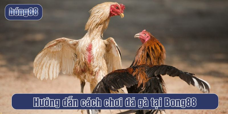 cách chơi Đá gà Bong88