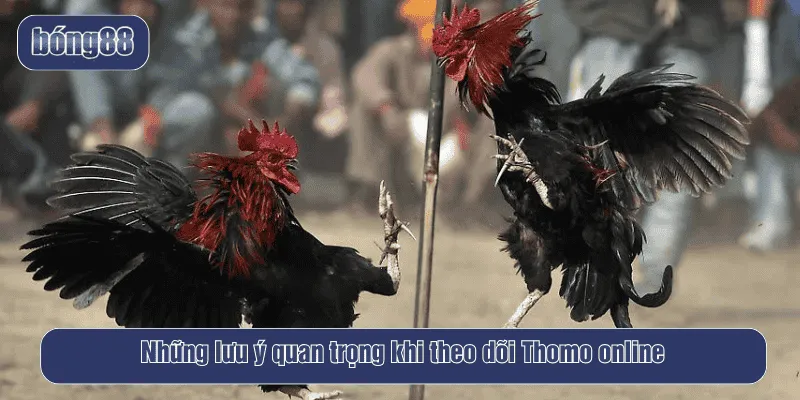 Những lưu ý quan trọng khi theo dõi Thomo online