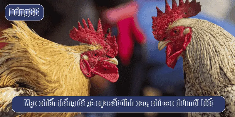 Mẹo chiến thắng đá gà cựa sắt đỉnh cao, chỉ cao thủ mới biết
