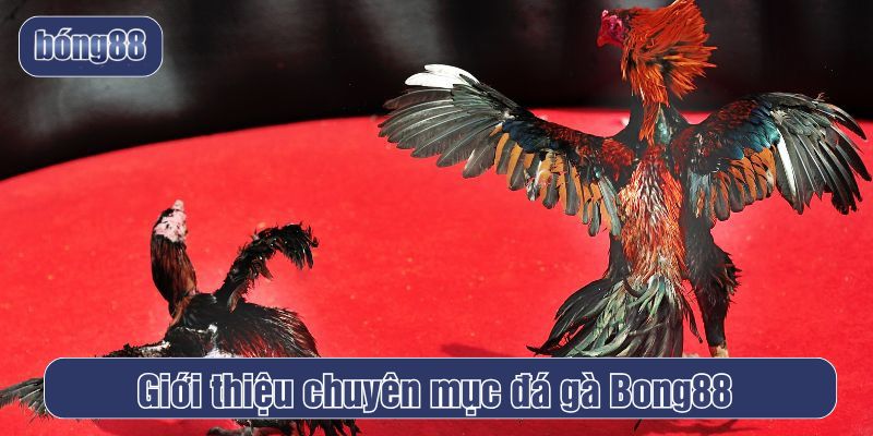 Đá gà Bong88