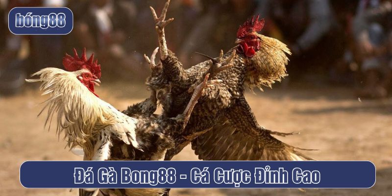 Đá gà Bong88