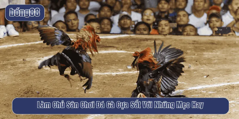 đá gà cựa sắt