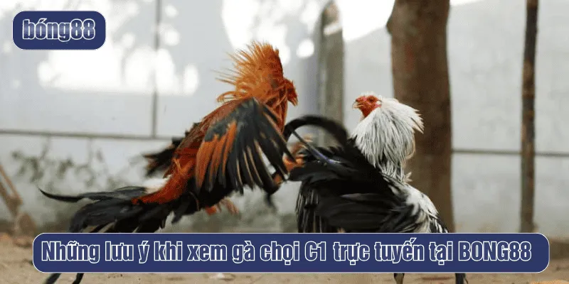 Những lưu ý khi xem gà chọi C1 trực tuyến tại BONG88
