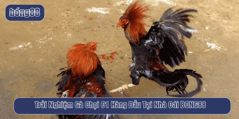 gà chọi C1