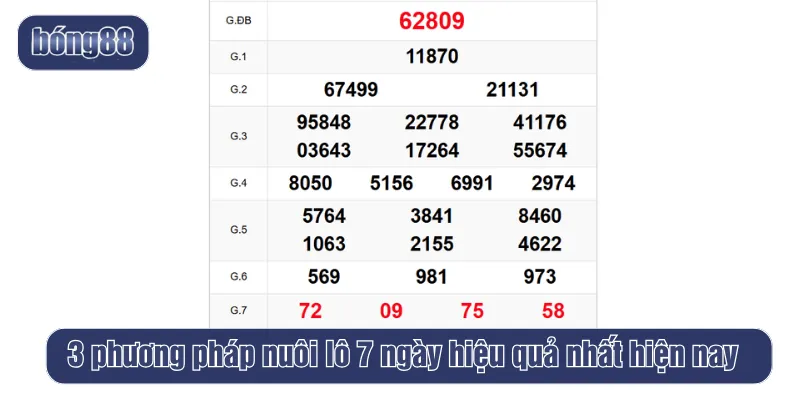 Phương pháp nuôi lô 7 ngày hiệu quả nhất