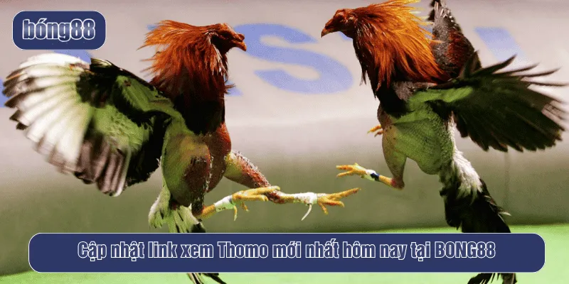 Cập nhật link xem Thomo mới nhất hôm nay tại BONG88