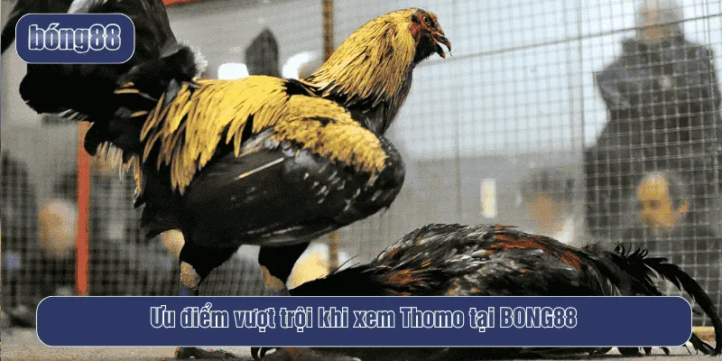 Ưu điểm vượt trội khi xem Thomo tại BONG88