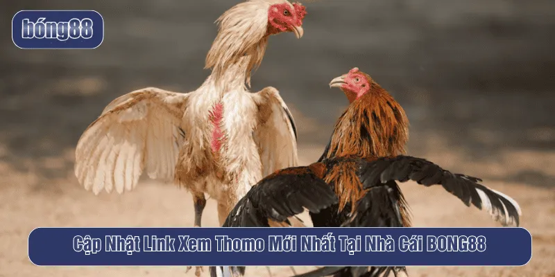 link xem thomo