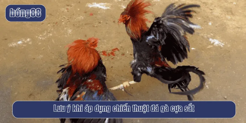Lưu ý khi áp dụng chiến thuật đá gà cựa sắt