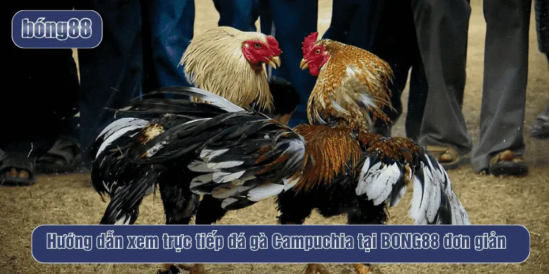 Hướng dẫn xem trực tiếp đá gà Campuchia tại BONG88 đơn giản