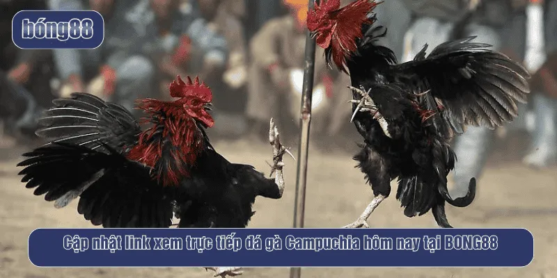 Cập nhật link xem trực tiếp đá gà Campuchia hôm nay tại BONG88