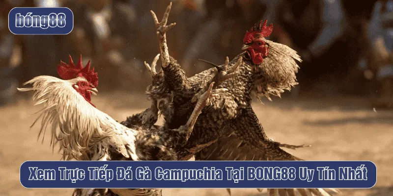 trực tiếp đá gà Campuchia