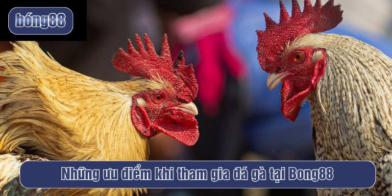 ưu điểm Đá gà Bong88