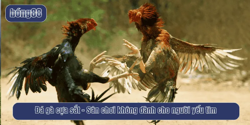Đá gà cựa sắt - Sân chơi không dành cho người yếu tim