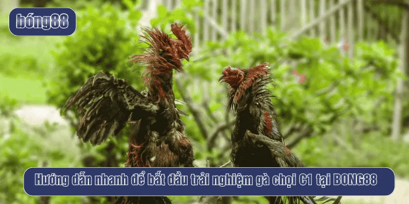 Hướng dẫn nhanh để bắt đầu trải nghiệm gà chọi C1 tại BONG88
